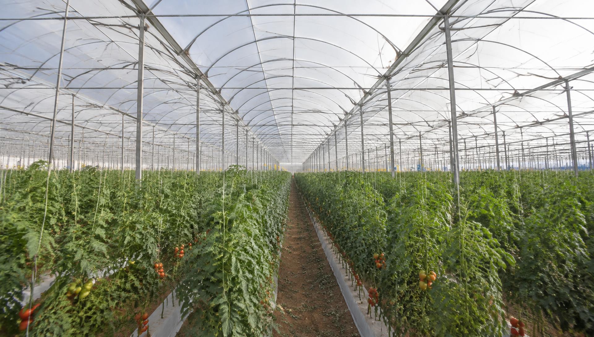 Interior de estufa agrícola com cultivo de tomate sob filme plástico